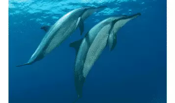 Baía dos Golfinhos Baía dos Golfinhos