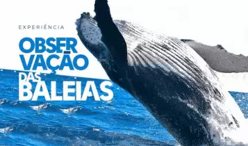 Observação de baleias Observação de baleias