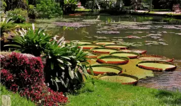 Jardim Botânico Jardim Botânico